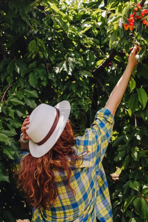 Woman in a white hat picking cherries from the tree, view from the back