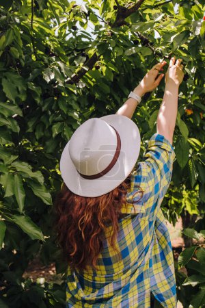 Woman in a white hat picking cherries from the tree, view from the back