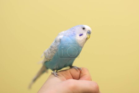 Photo for Blue budgie parrot sitting on the hand - Royalty Free Image