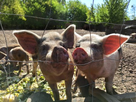 Two pigs outside in summer
