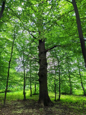 Foto de Hermosos árboles verdes en el bosque - Imagen libre de derechos