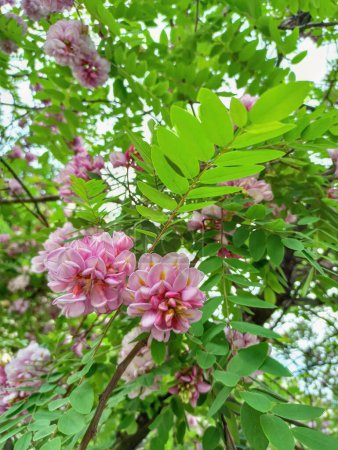 Foto de Flores de acacia rosa florecen en el árbol - Imagen libre de derechos