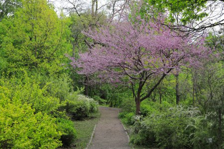 Foto de Árbol floreciente en un jardín botánico en primavera - Imagen libre de derechos