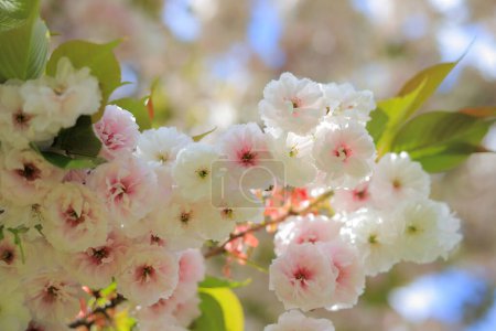 Foto de Flores blancas de primavera en una rama de árbol - Imagen libre de derechos