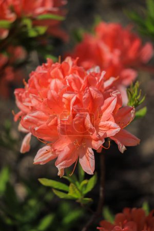 Foto de Flor de rododendro rosa de cerca en un arbusto - Imagen libre de derechos