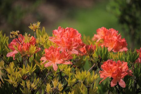 Foto de Flores de rododendro rosadas de cerca en un arbusto - Imagen libre de derechos