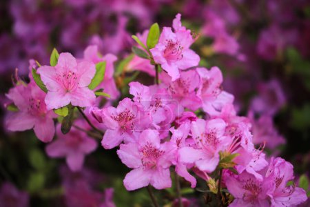 Foto de Flores de azalea rosadas en una rama de árbol - Imagen libre de derechos