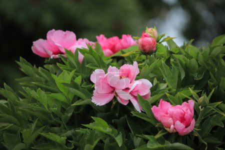 Foto de Flores de rododendro rosadas de cerca en un arbusto - Imagen libre de derechos