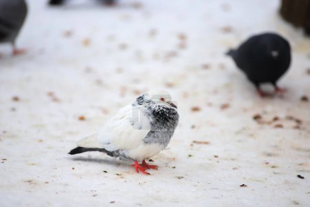 One white pigeon sits on the snow