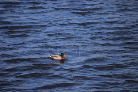 Foto de Un pato en el río en las olas - Imagen libre de derechos