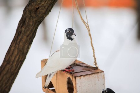 One white pigeon sits on a feeder in winter