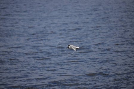 Foto de Una gaviota vuela sobre el agua - Imagen libre de derechos