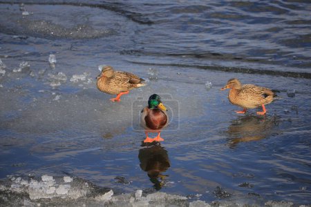 Foto de Mallard patos de pie en el hielo cerca del río - Imagen libre de derechos