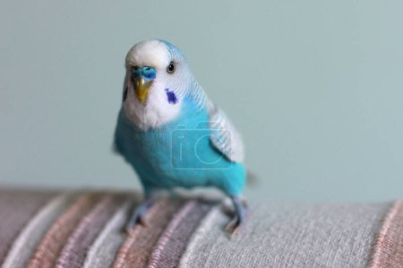 Foto de Hermoso loro periquito azul sentado en el sofá en casa - Imagen libre de derechos