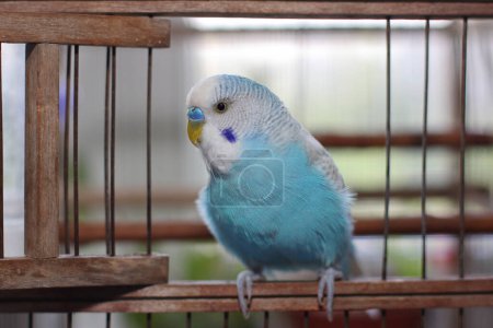Foto de Hermoso azul periquito loro sentado en un jaula - Imagen libre de derechos