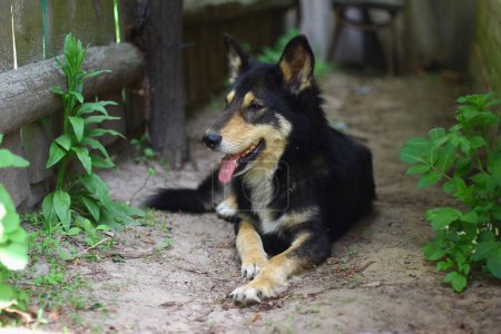 Foto de Un perro de corral yace en el patio - Imagen libre de derechos