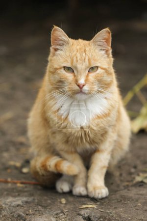 Rojo patio gato sentado y mirando