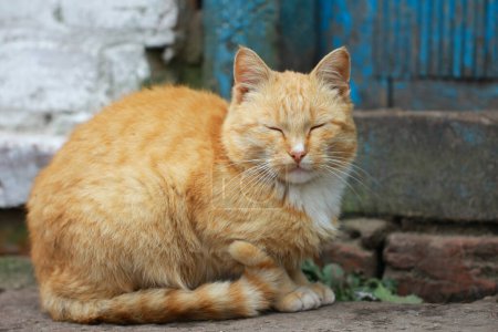 Rojo patio gato sentado durmiendo