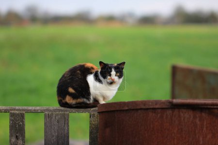 Wild yard cat sitting on the fence