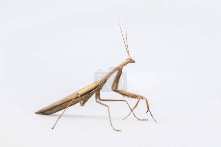Téléchargez les photos : Mantis insecte sur fond blanc - en image libre de droit