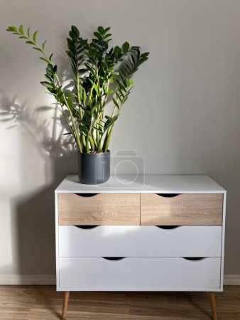 Photo for Zamioculcas plant in ceramic pot on modern nordic style dresser in front of blank wall, minimalist scandinavian home and office design - Royalty Free Image