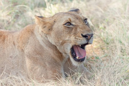 Téléchargez les photos : Lion sauvage dans la savane africaine, Tanzanie - en image libre de droit