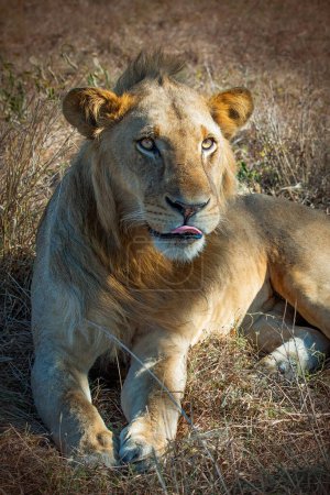 Téléchargez les photos : Lion sauvage dans la savane africaine, Tanzanie - en image libre de droit
