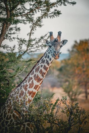 Photo for Wild Giraffe in the savannah in Mikumi, Tanzania - Royalty Free Image