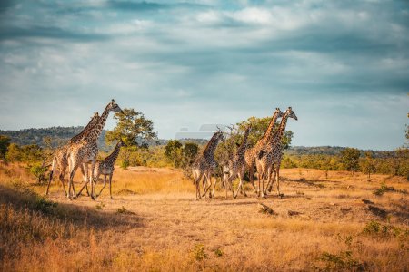 Téléchargez les photos : Girafes sauvages dans la savane à Mikumi, Tanzanie - en image libre de droit