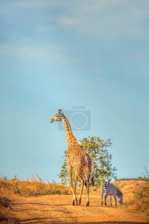 Téléchargez les photos : Girafe sauvage et un zèbre marchent ensemble dans la savane - en image libre de droit