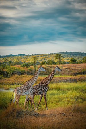 Téléchargez les photos : Girafes sauvages dans la savane à Mikumi, Tanzanie - en image libre de droit