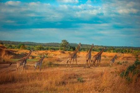 Photo for Wild Giraffes in the savannah in Mikumi, Tanzania - Royalty Free Image