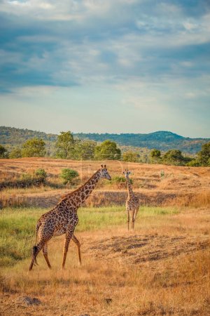 Photo for Wild Giraffes in the savannah in Mikumi, Tanzania - Royalty Free Image
