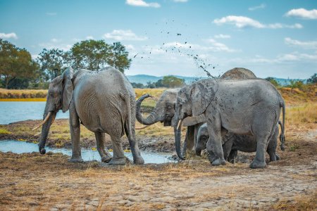 Foto de Elefantes salvajes en la sabana en Mikumi, Tanzania - Imagen libre de derechos