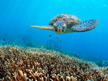 Téléchargez les photos : Tortue verte sauvage et coraux dans l'océan bleu de Zanzibar - en image libre de droit