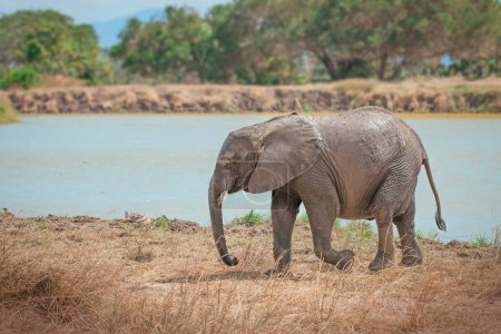 Foto de Elefante salvaje en la sabana en Mikumi, Tanzania - Imagen libre de derechos