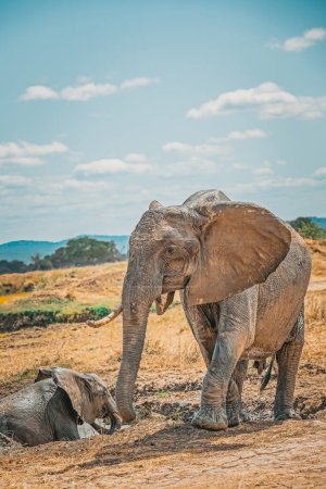 Foto de Elefantes salvajes en la sabana en Mikumi, Tanzania - Imagen libre de derechos