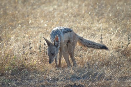 Téléchargez les photos : Le chacal voûtant son dos dans la savane africaine, parc national Mikumi - en image libre de droit