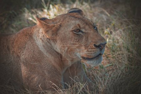 Photo for Wild lion in the African Savannah, Tanzania - Royalty Free Image