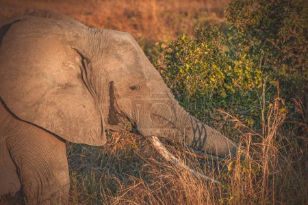 Photo for Wild Elephant in the Savannah in Mikumi, Tanzania - Royalty Free Image