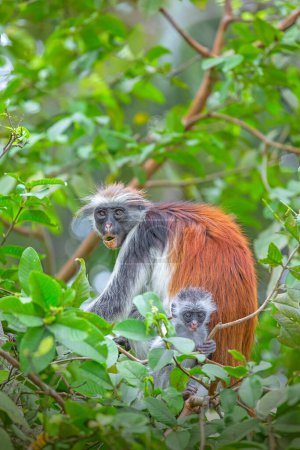 Mère et bébé singes colobus rouges dans les arbres dans la forêt de Jozani