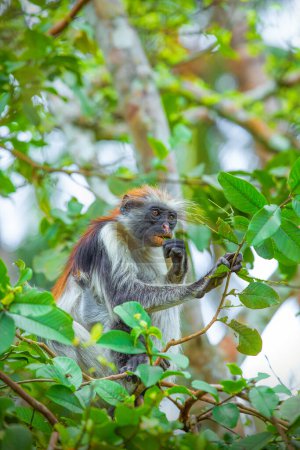 Singe colobus rouge Zanzibar dans les arbres de la forêt de Jozani
