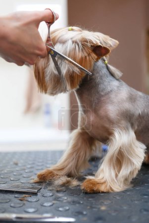 Foto de Yorkshire Terrier dog being groomed in salon. Professional groomer specialist cut fur on little toy dog in vet clinic - Imagen libre de derechos