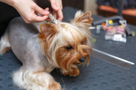 Téléchargez les photos : Yorkshire Terrier chien étant toiletté à la clinique vétérinaire. Portrait de mignon petit chiot sur une table dans le salon de toilettage - en image libre de droit