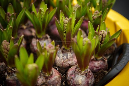 Foto de Tulip flower bulbs in close up. Young decorative Dutch flowers onion ready to be planted - Imagen libre de derechos