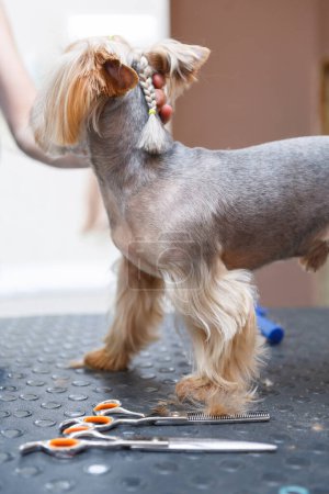 Téléchargez les photos : Yorkshire terrier being groomed in professional grooming salon. Pet groomer takes care of little toy dog on table - en image libre de droit