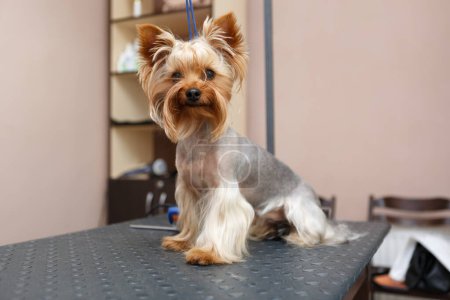 Photo for Cute yorkshire terrier dog on table in grooming studio waiting to be groomed. Funny little Yorkie puppy at groomer salon - Royalty Free Image