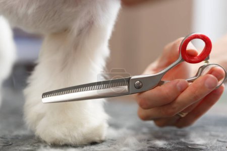 Foto de Pet groomer cut dog fur with scissors. Professional grooming salon service for white decorative matlese puppy - Imagen libre de derechos