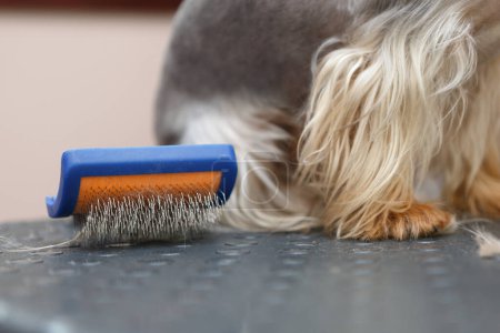 Foto de Peine de peluquero para mascotas. Foto de cerca de herramienta de aseo profesional y poco yorkshire terrier cachorro en la clínica veterinaria - Imagen libre de derechos