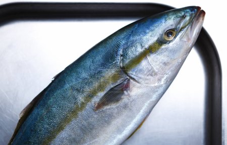 Foto de Pescado fresco de salmón entero preparado para cocinar en un restaurante de mariscos. Los salmónidos salvajes disparados directamente desde arriba en una bandeja de metal en la cocina comercial - Imagen libre de derechos